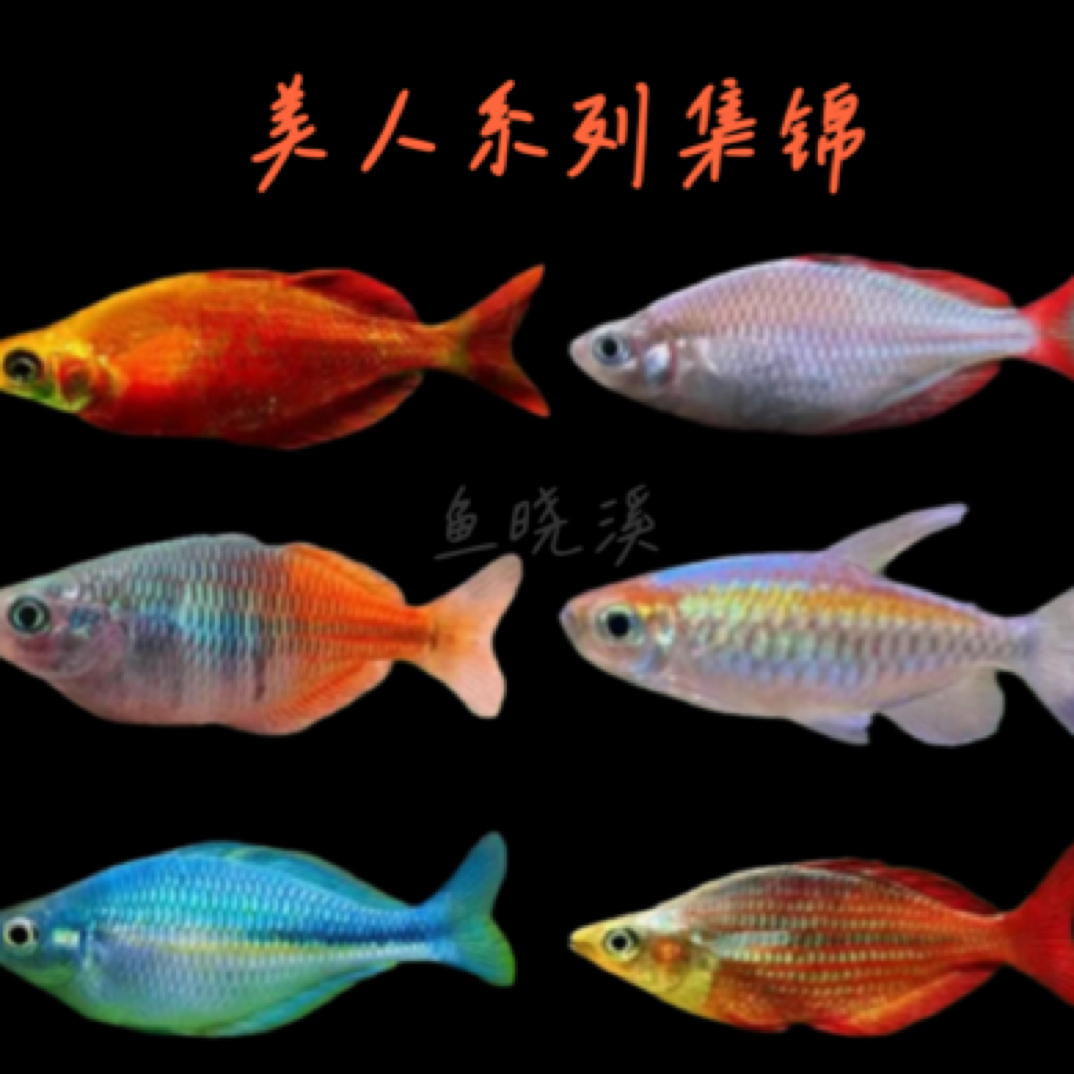 美人系列  石美人  刚果美人 蓝美人   