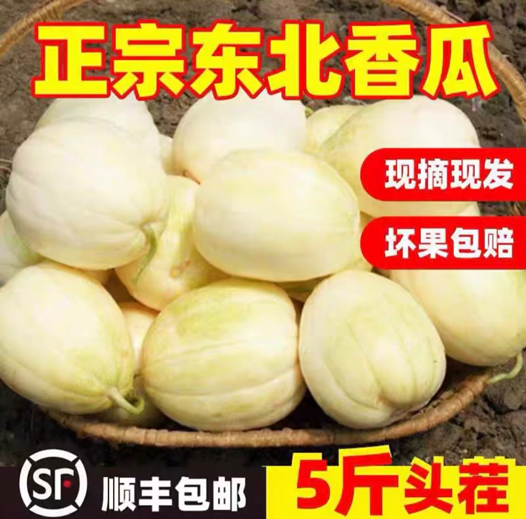 《小涛哥专属》东北白糖罐香瓜4.5～5斤顺丰包邮