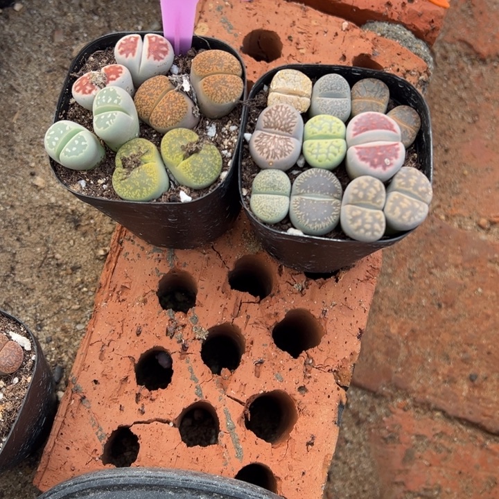 A***r生日快乐啊小可爱807