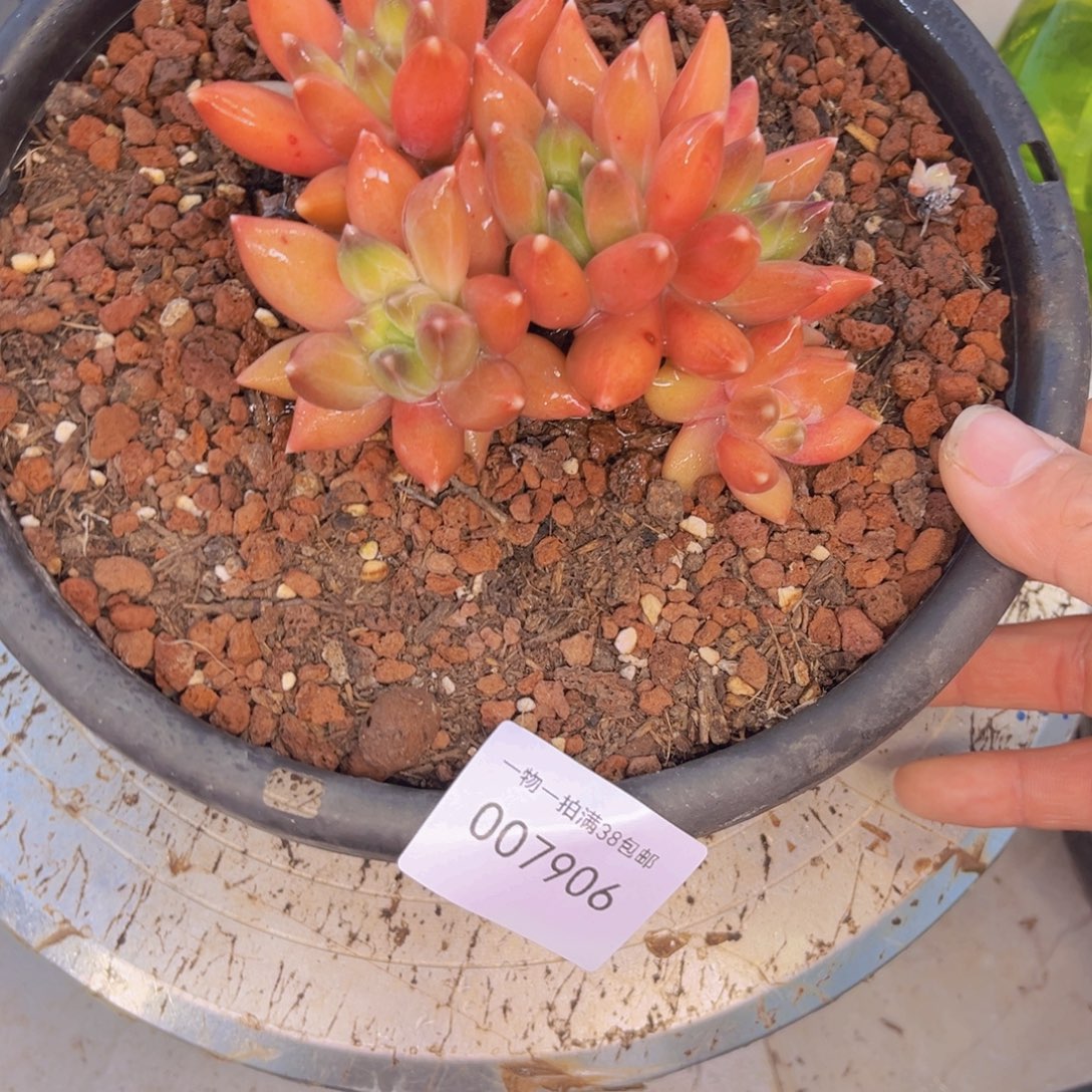 多肉一物一拍7906