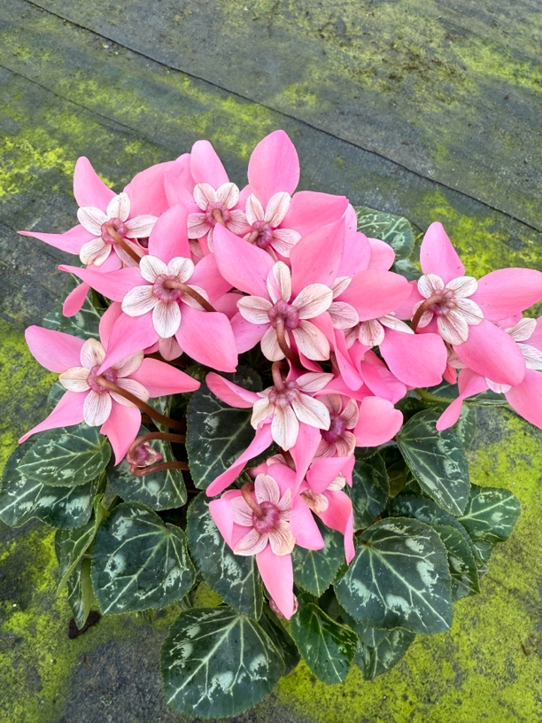 【粉蝶衣 稀有色】仙客来室内养护带花带花苞发货 