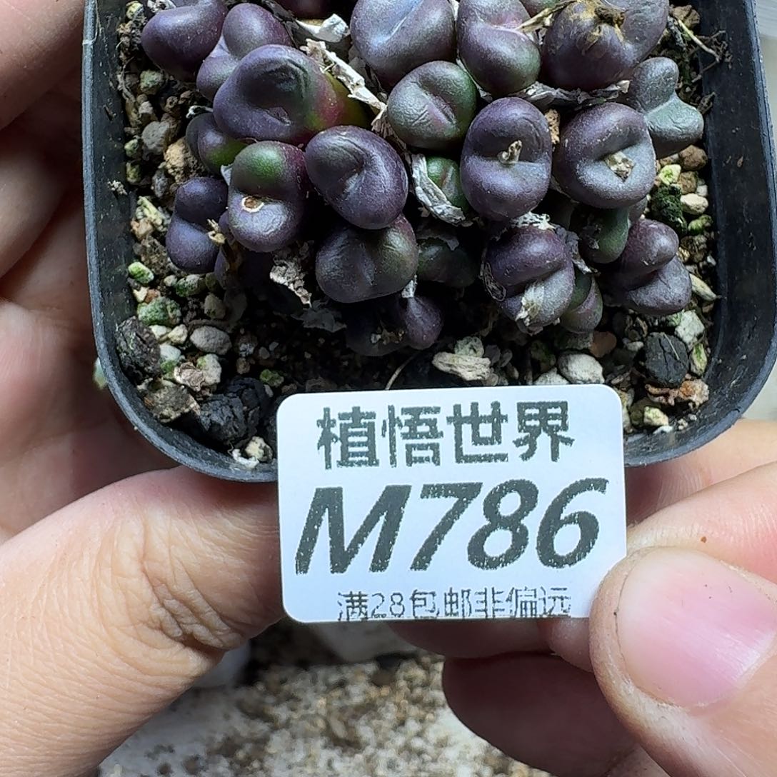 多肉植物的人生gbh