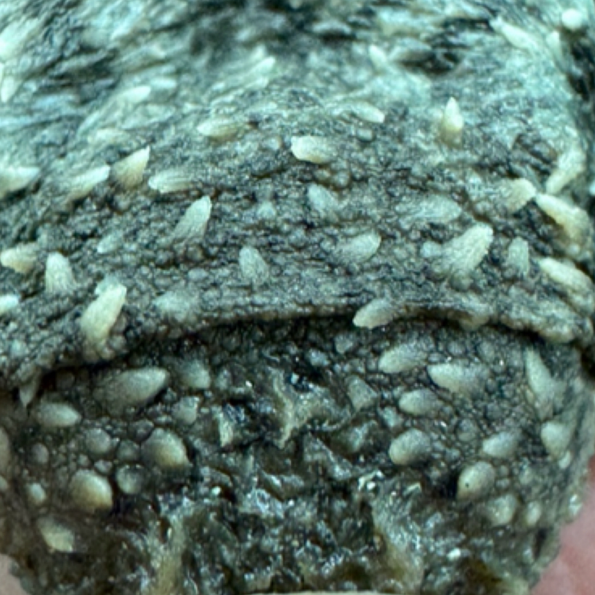 人工养殖清歌家大佛杂1.0直播选龟龟龟宠物龟观赏龟