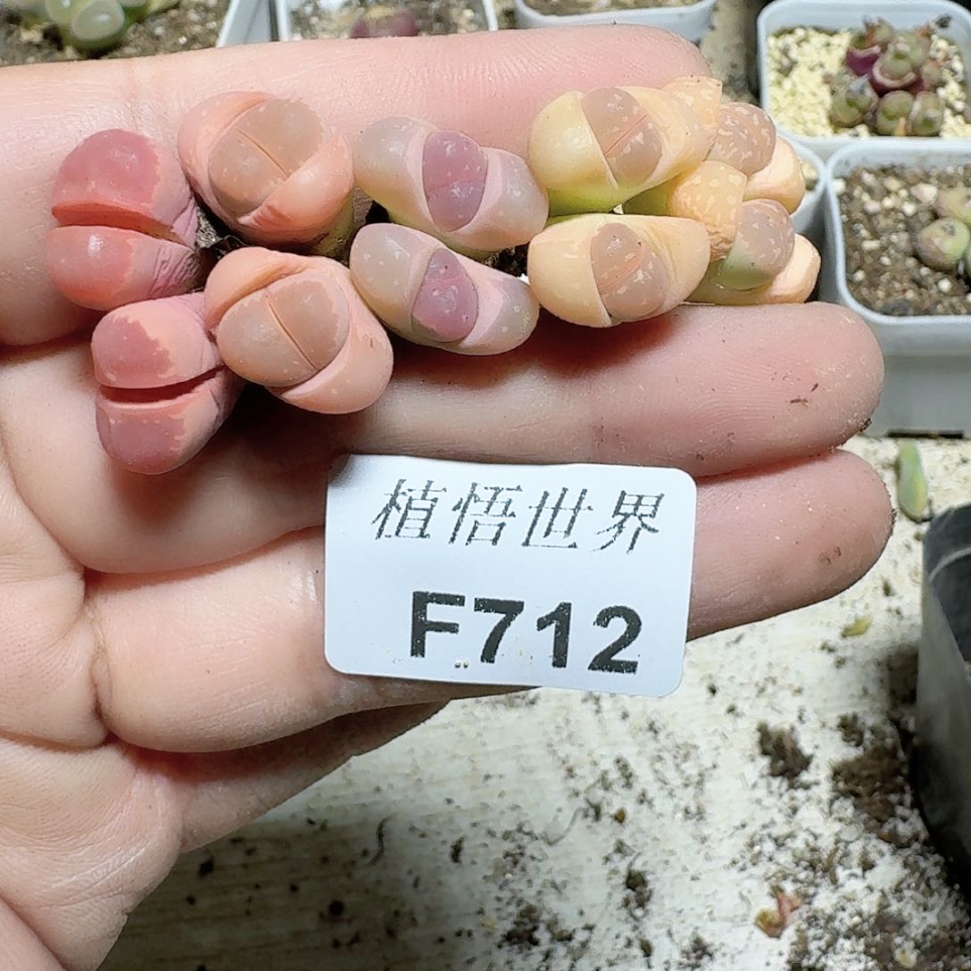 712号多肉植物哇c