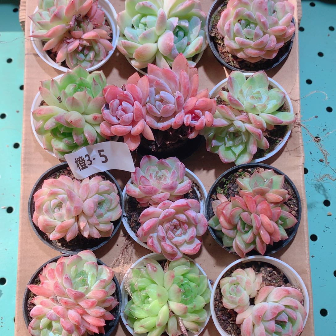 3-5一物一拍带盆18颗