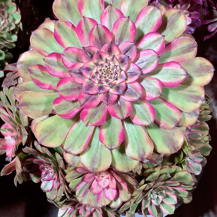 粉美姬，多肉植物