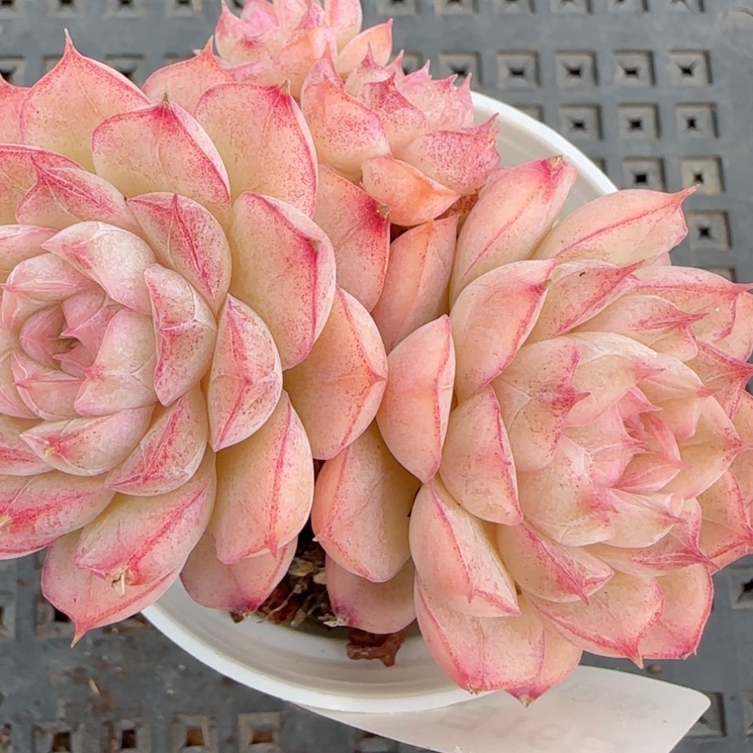 花语逸境0216-158