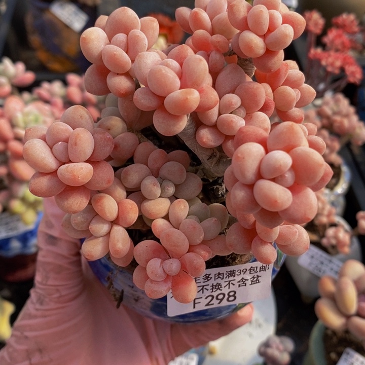 鱼子酱老桩有砍9cm298多肉植物