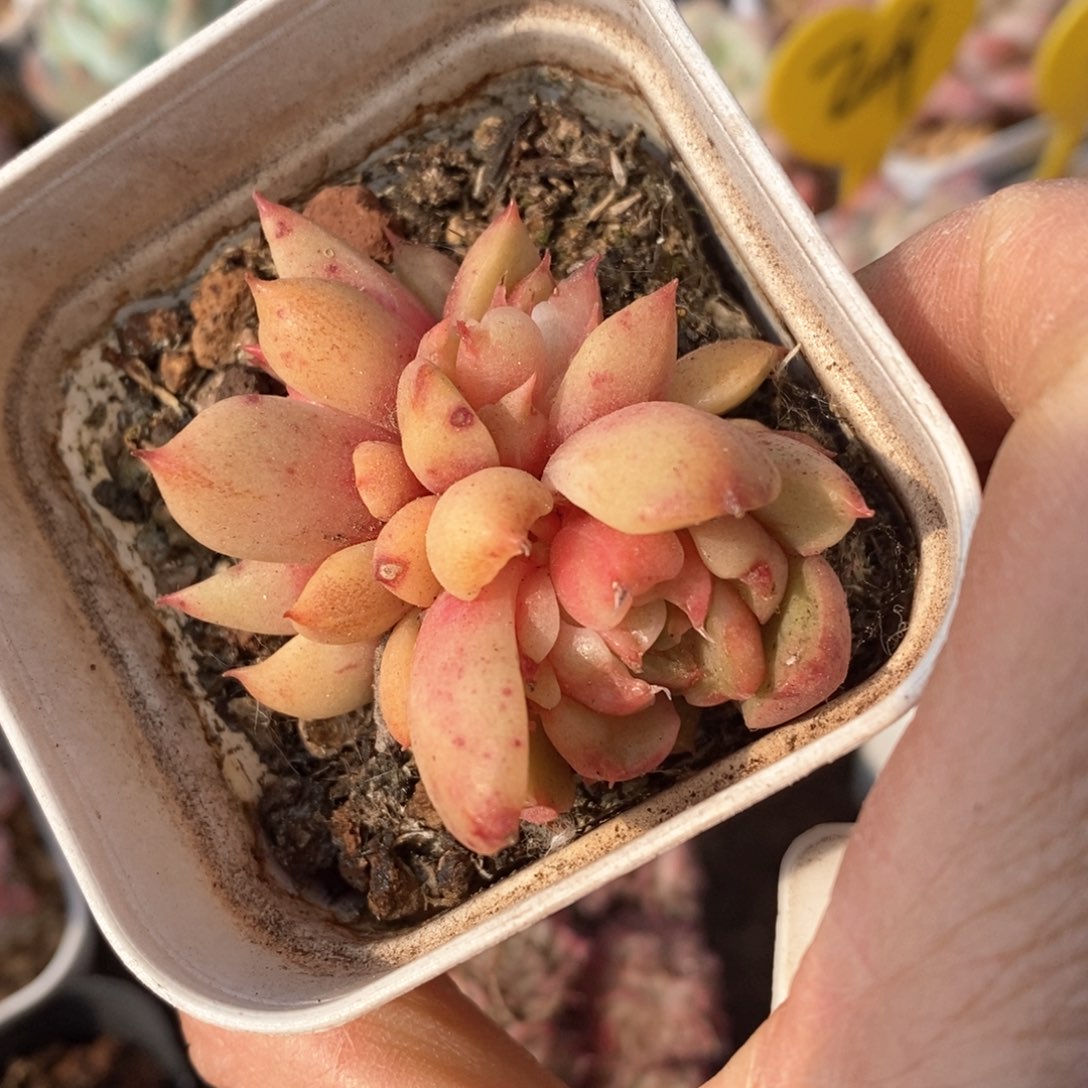 精品多肉一物一拍不包整195