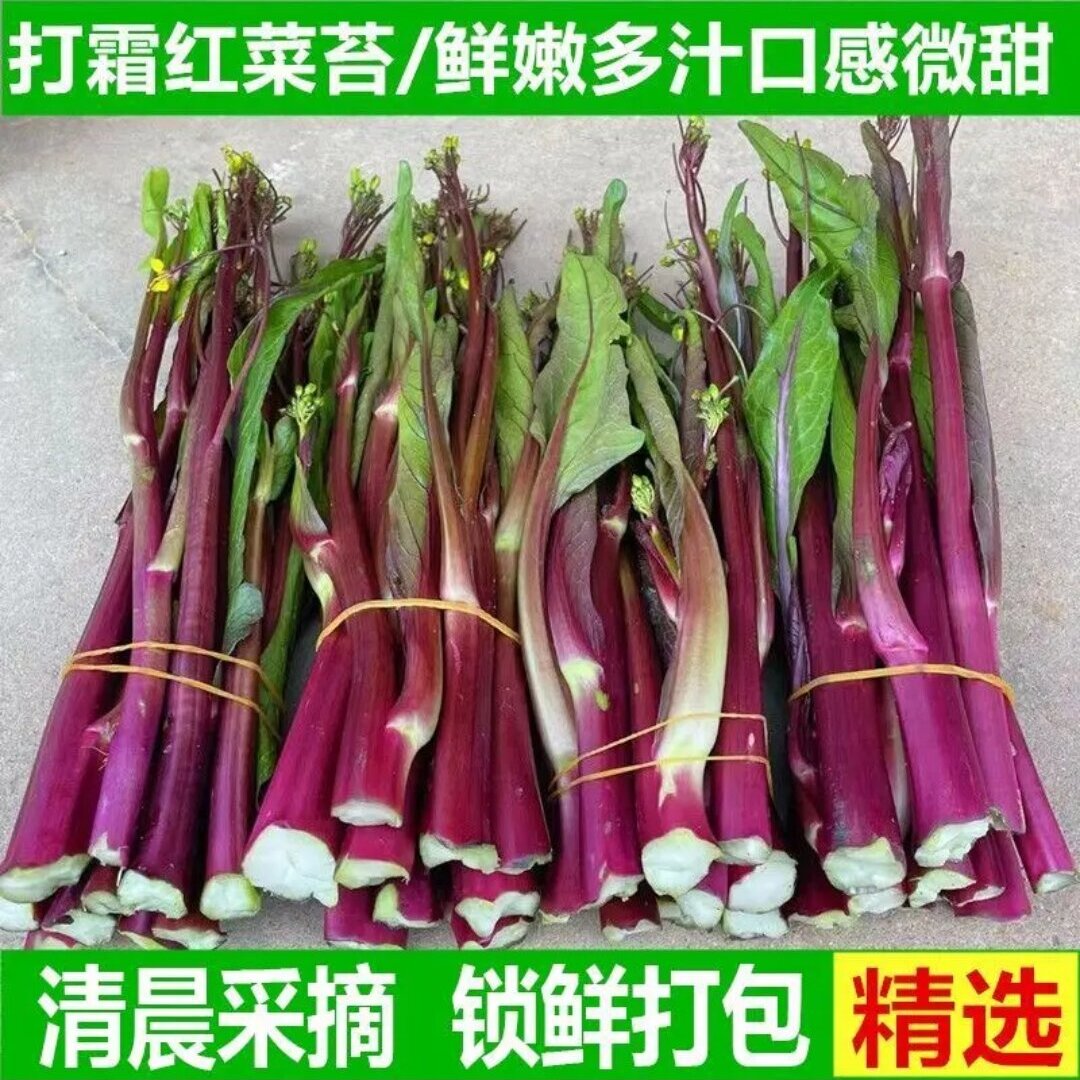 湖北红菜苔 露天种植红菜苔  农家自种现摘新鲜红皮绿肉 农民自种