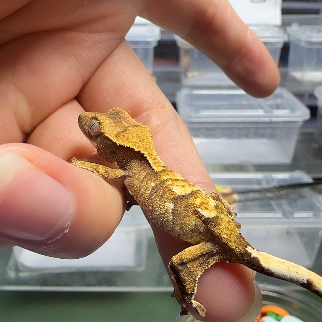 睫角守宫睫角守宫大幼