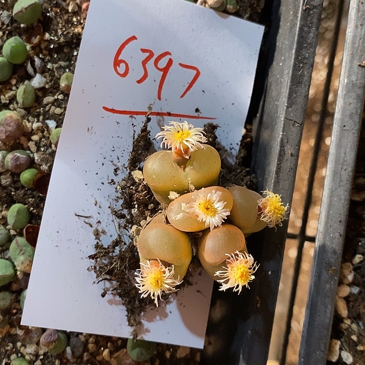 火***龙6397。    一群。    