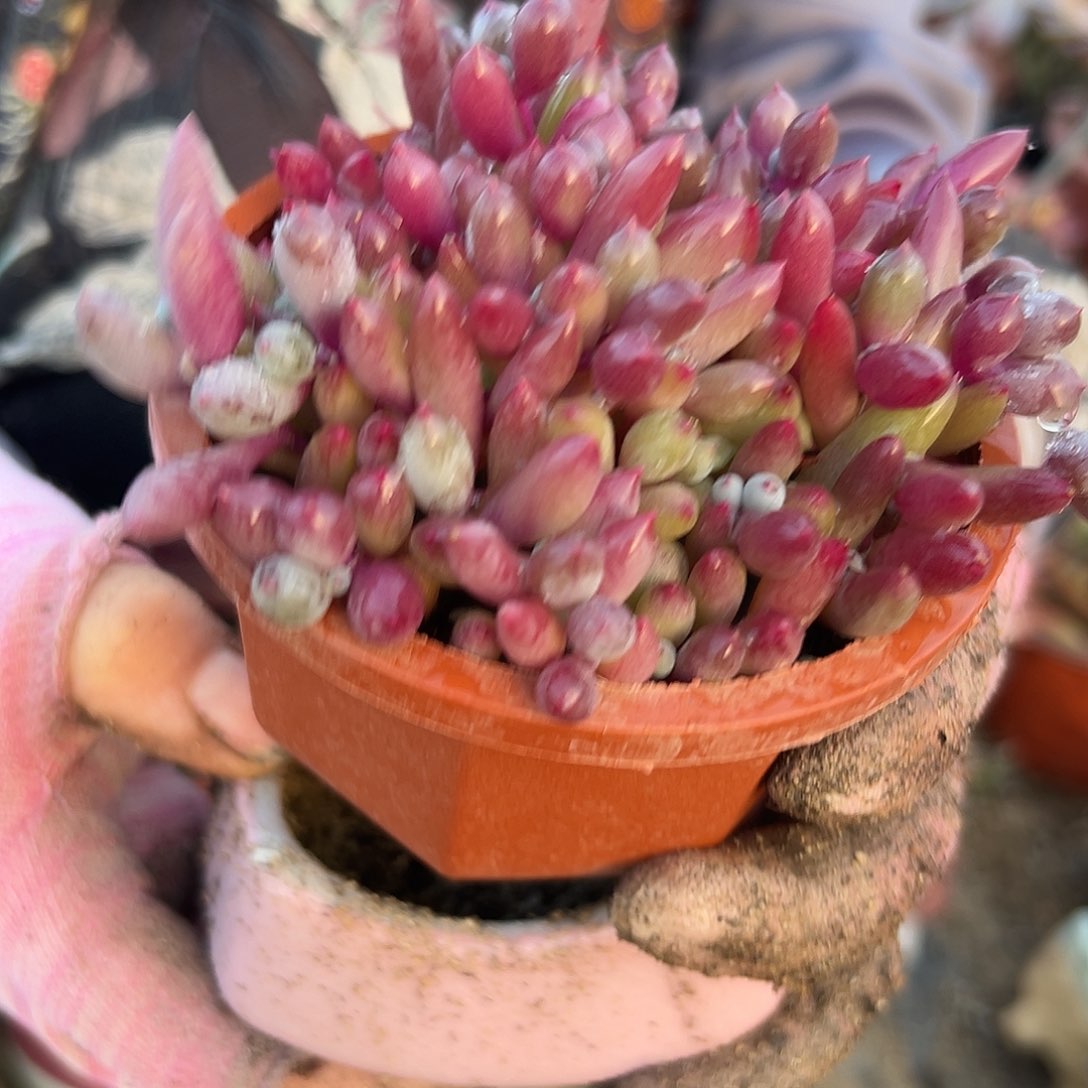 多肉植物多肉植物