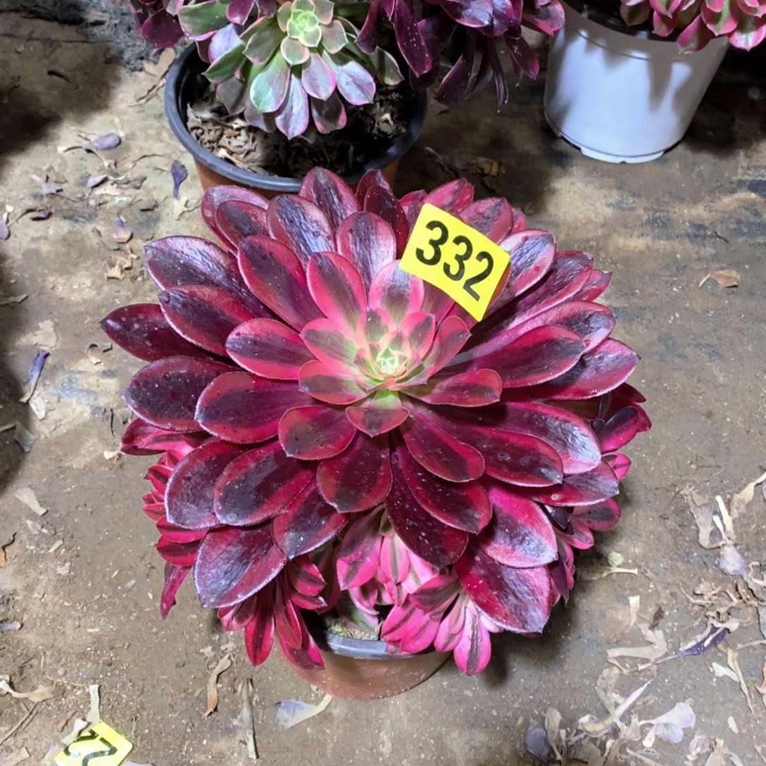 美杜莎多肉法师332