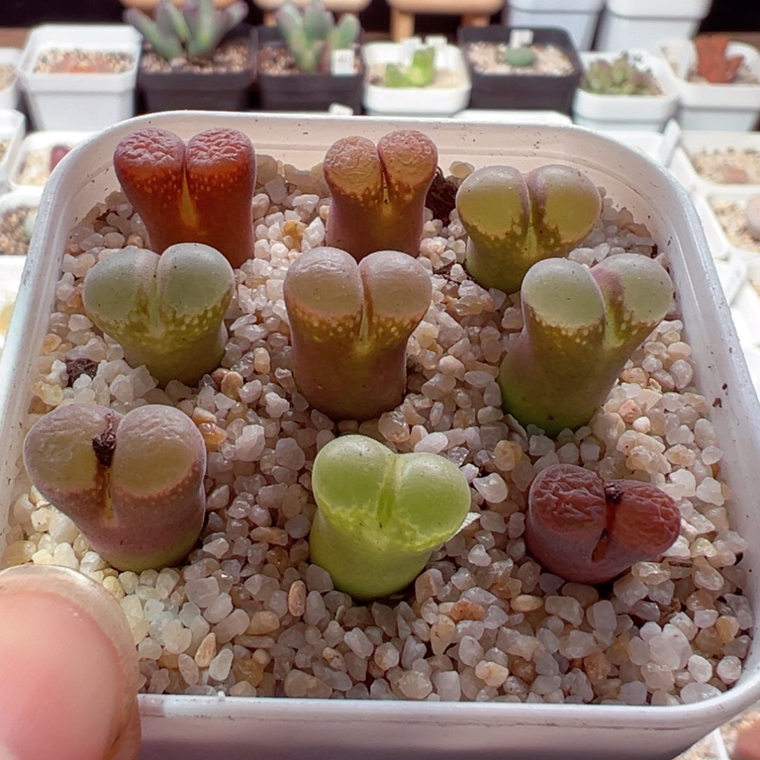 206-395.我是真的不