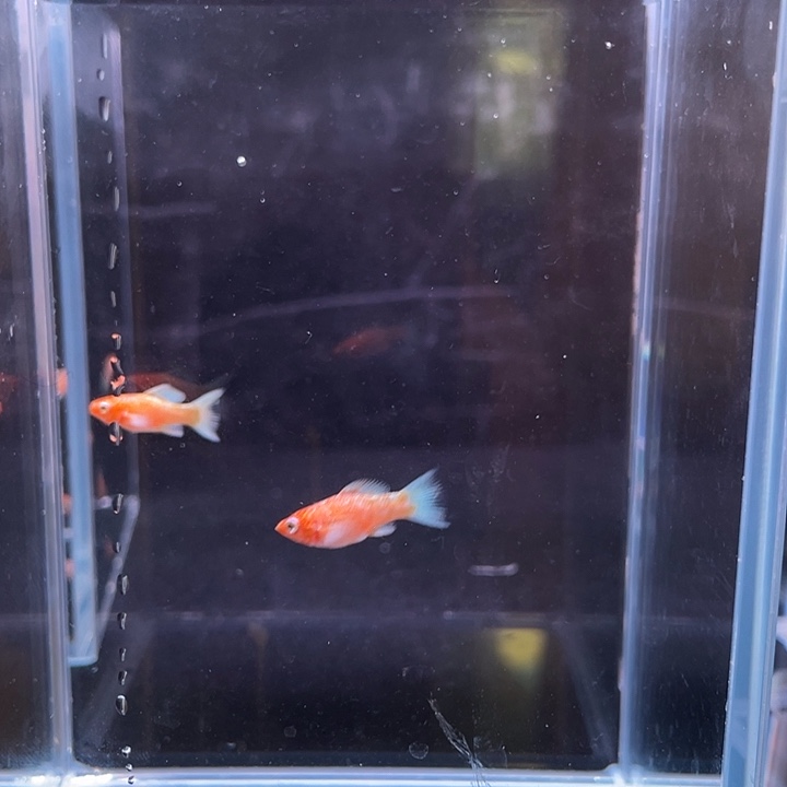 孔雀鱼樱花鱼苗2条