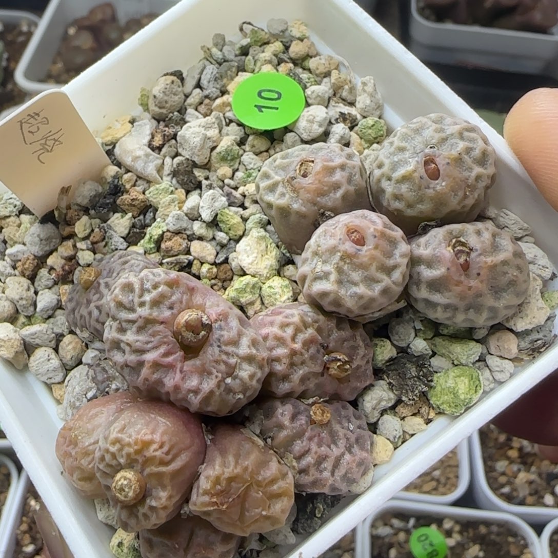 超烧群两颗多肉10
