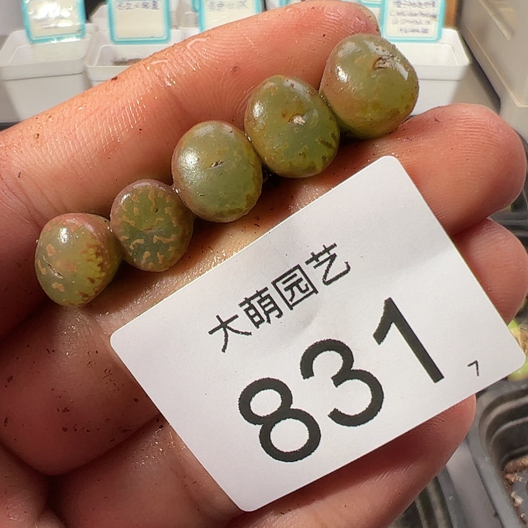 0000831 一物一拍……