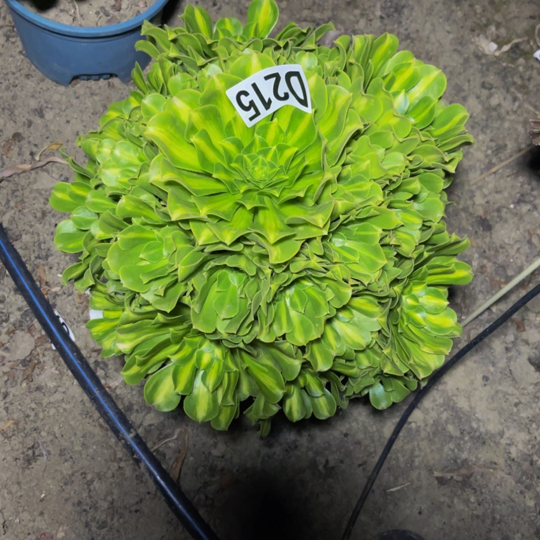 二代翡翠16///34包邮