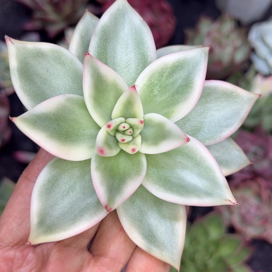 东云锦无名，多肉植物