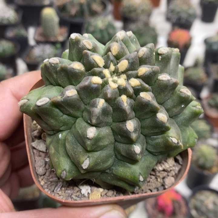 龟甲牡丹特价福利