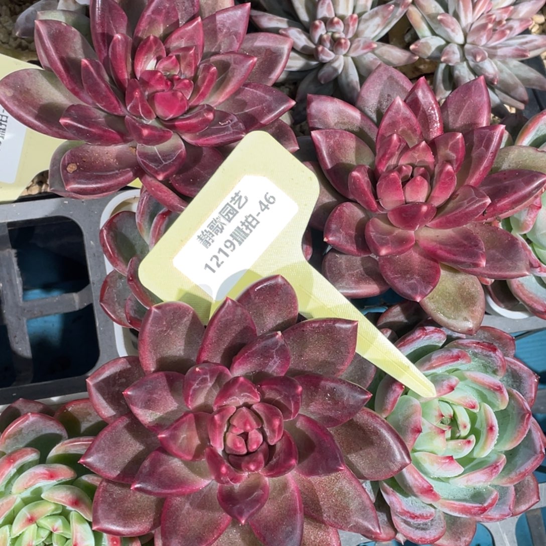 1219-46-正版迷雾泡泡大单头一颗量拍