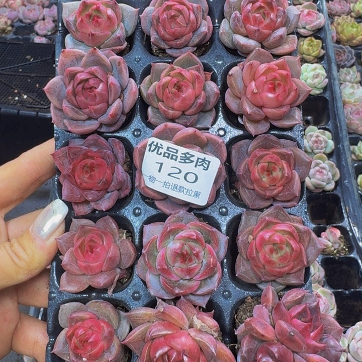 120多肉植物一物一拍链接