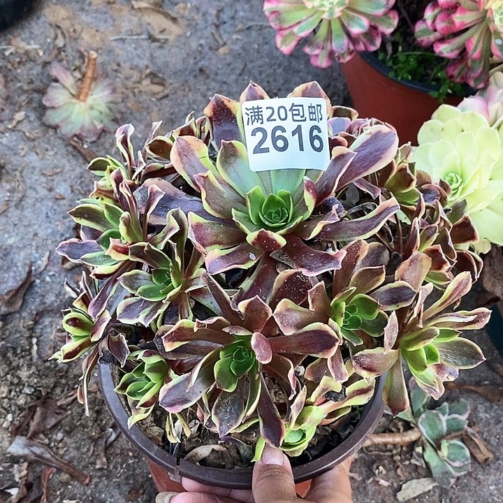 2616 一颗欧嘉莉法师