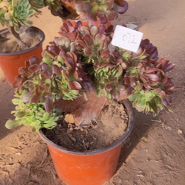 072玫瑰法师缀老板子法师