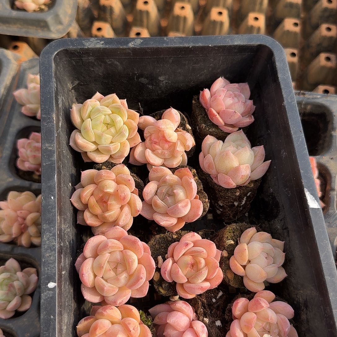 1-9中门左五粉色珍妮二十颗量拍