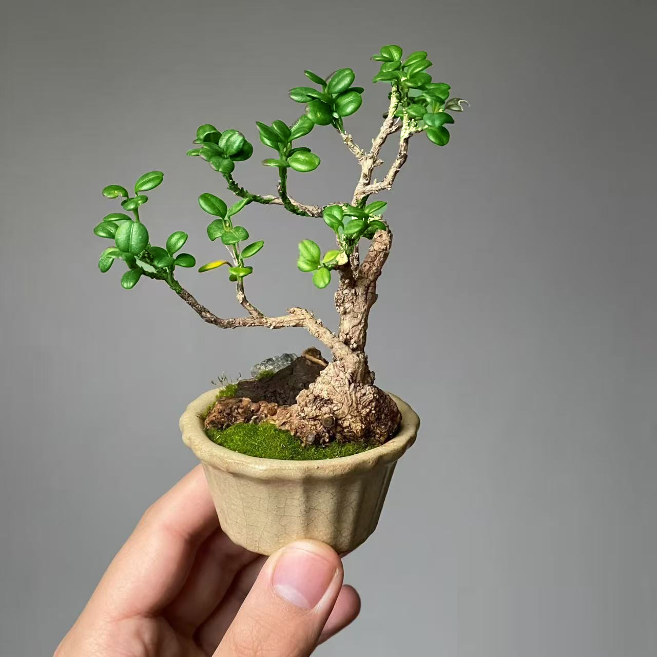 珍珠黄杨盆景盆栽素材【直播间一物一拍】