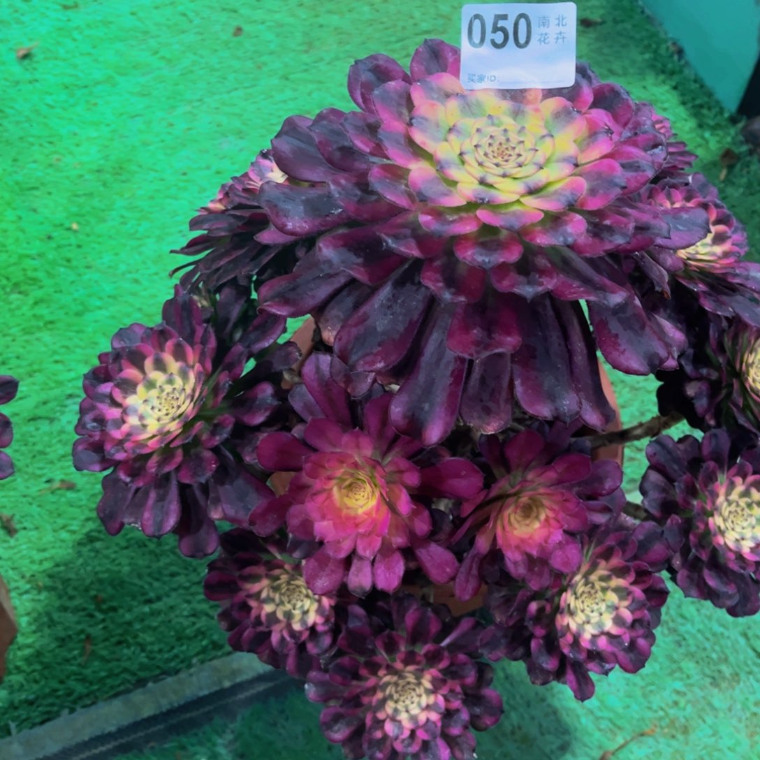 多肉舞天姬0000050