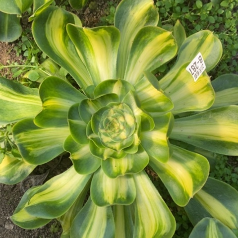 287暴君满25包邮多肉