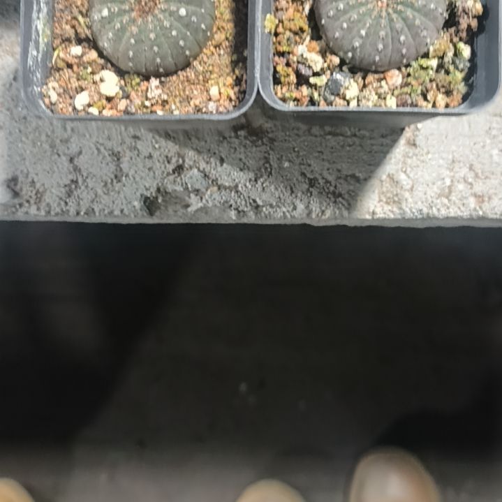 花花世界迷人眼的球球好看