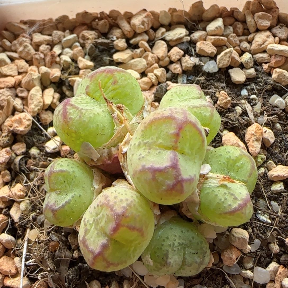 5395 大白多肉植物园