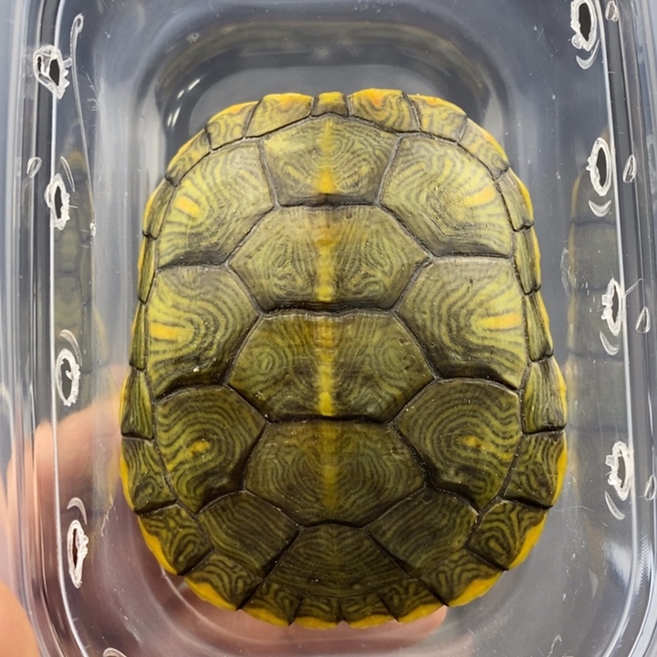 巴西彩龟母6666666