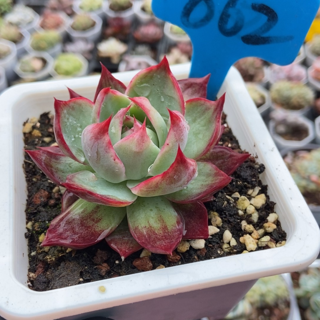 862惊鸿仙子多肉植物