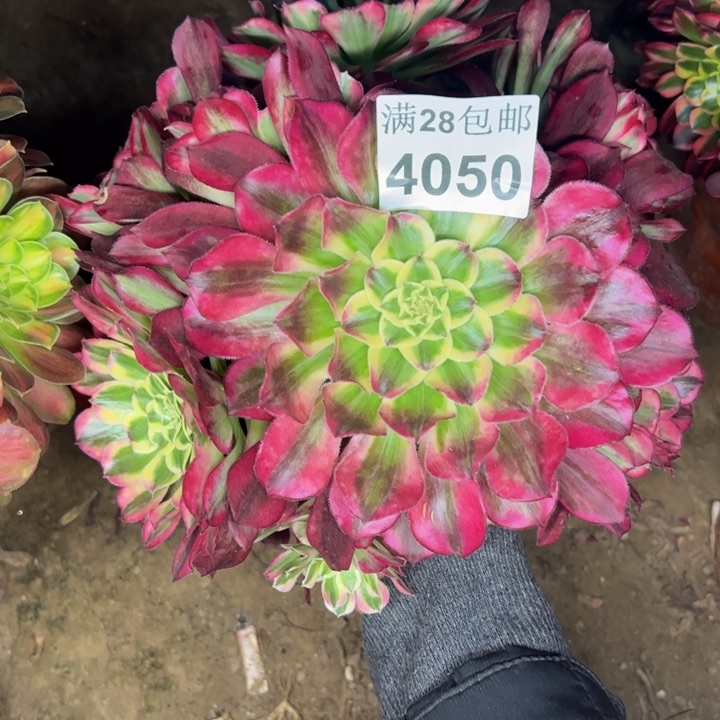 4050天和多肉植物