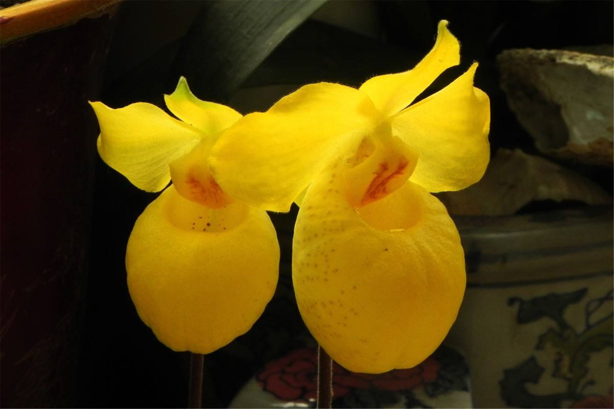 金童兜兰 两苗带盆发明年来花【花期已过】可直接下单