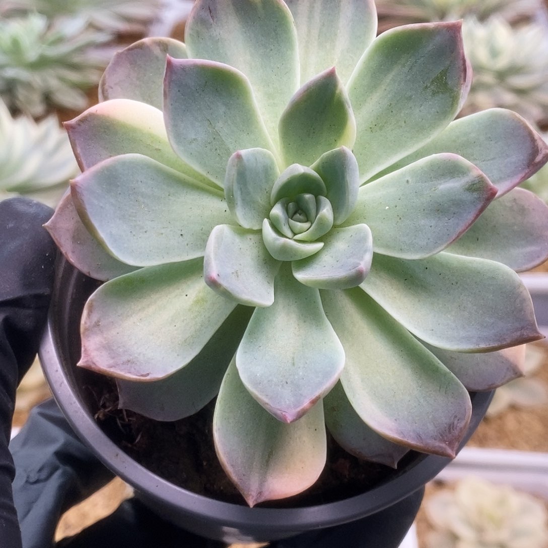 147杂锦锦锦锦锦锦锦锦