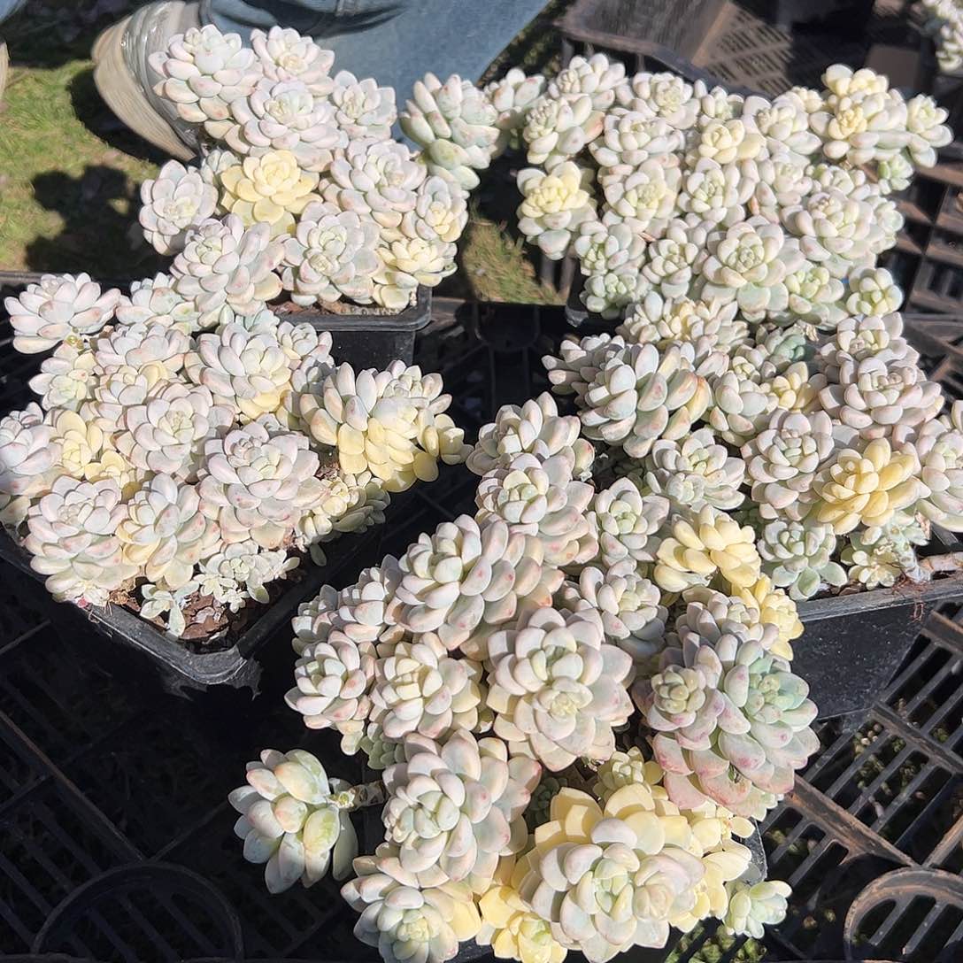 罗琦锦多肉。       