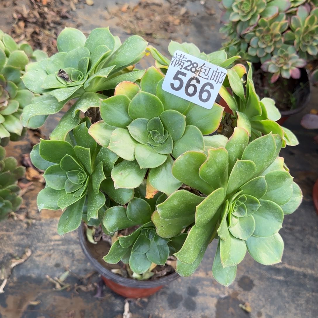 绿玫瑰多肉566满28包邮断枝不包