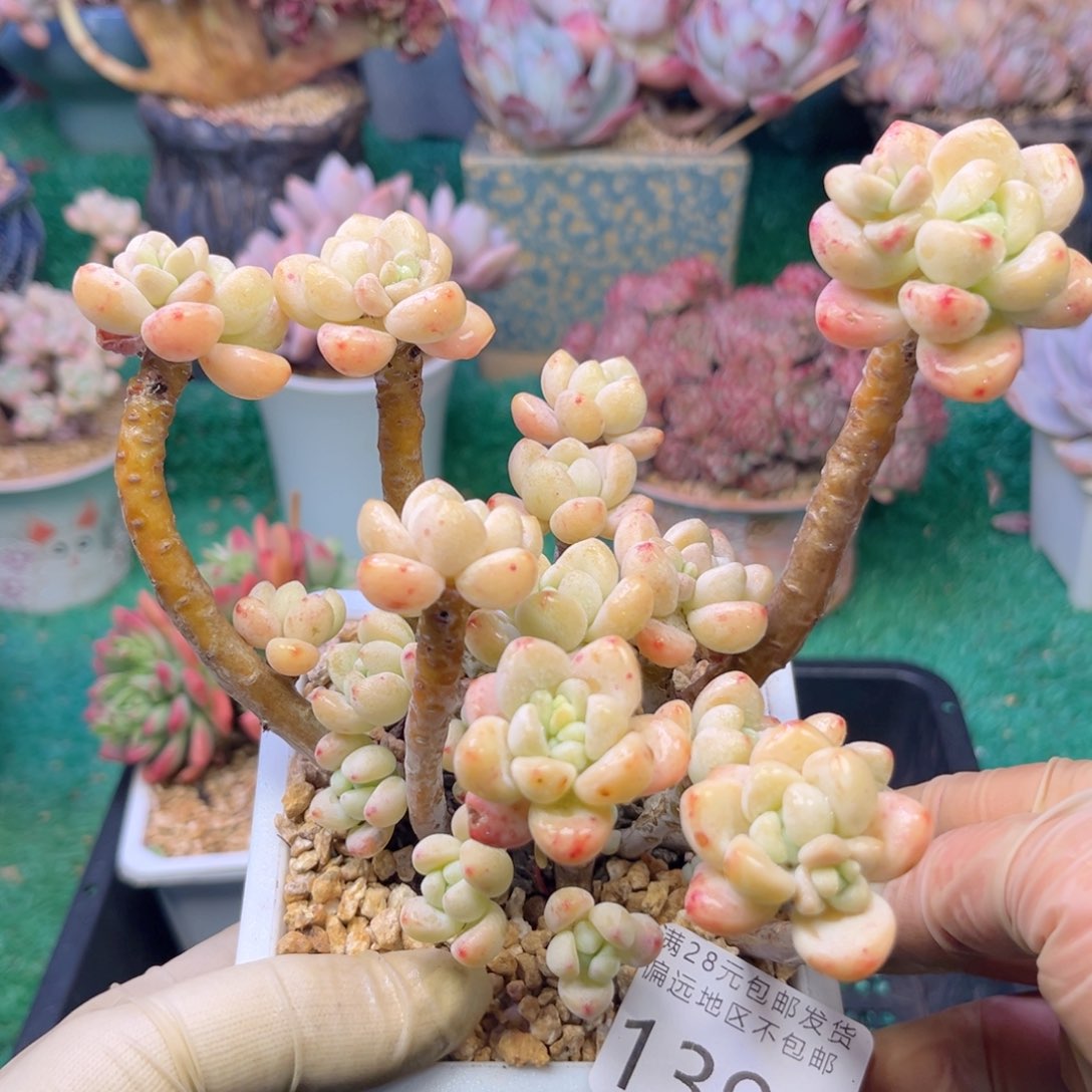 大1399:？x b x b vb n n