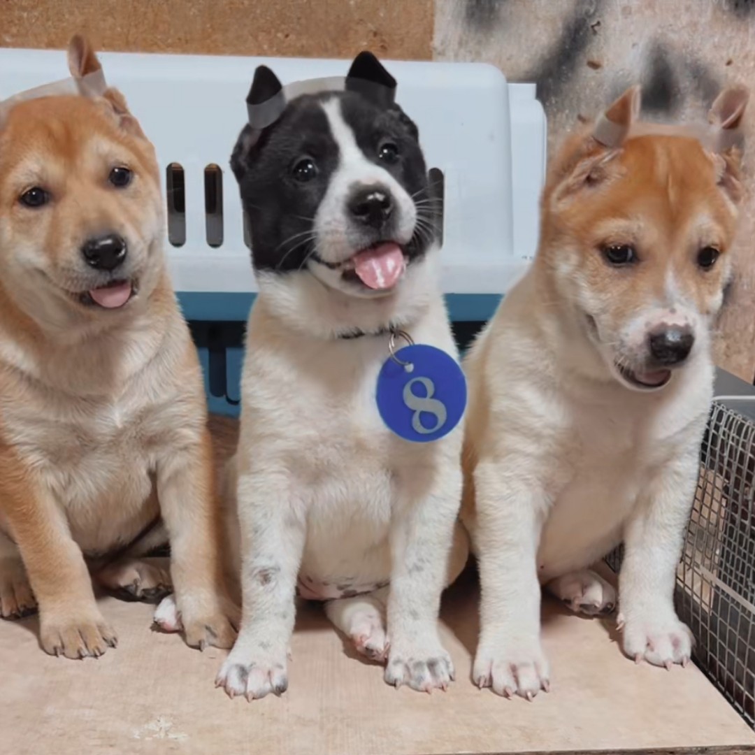 广西田园犬-以直播间主播展示为准(广西南宁发货)