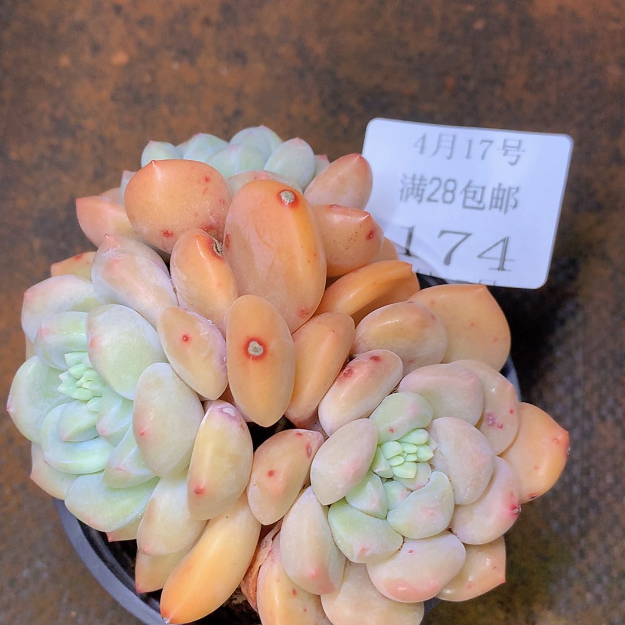 【闪购商品】云174号