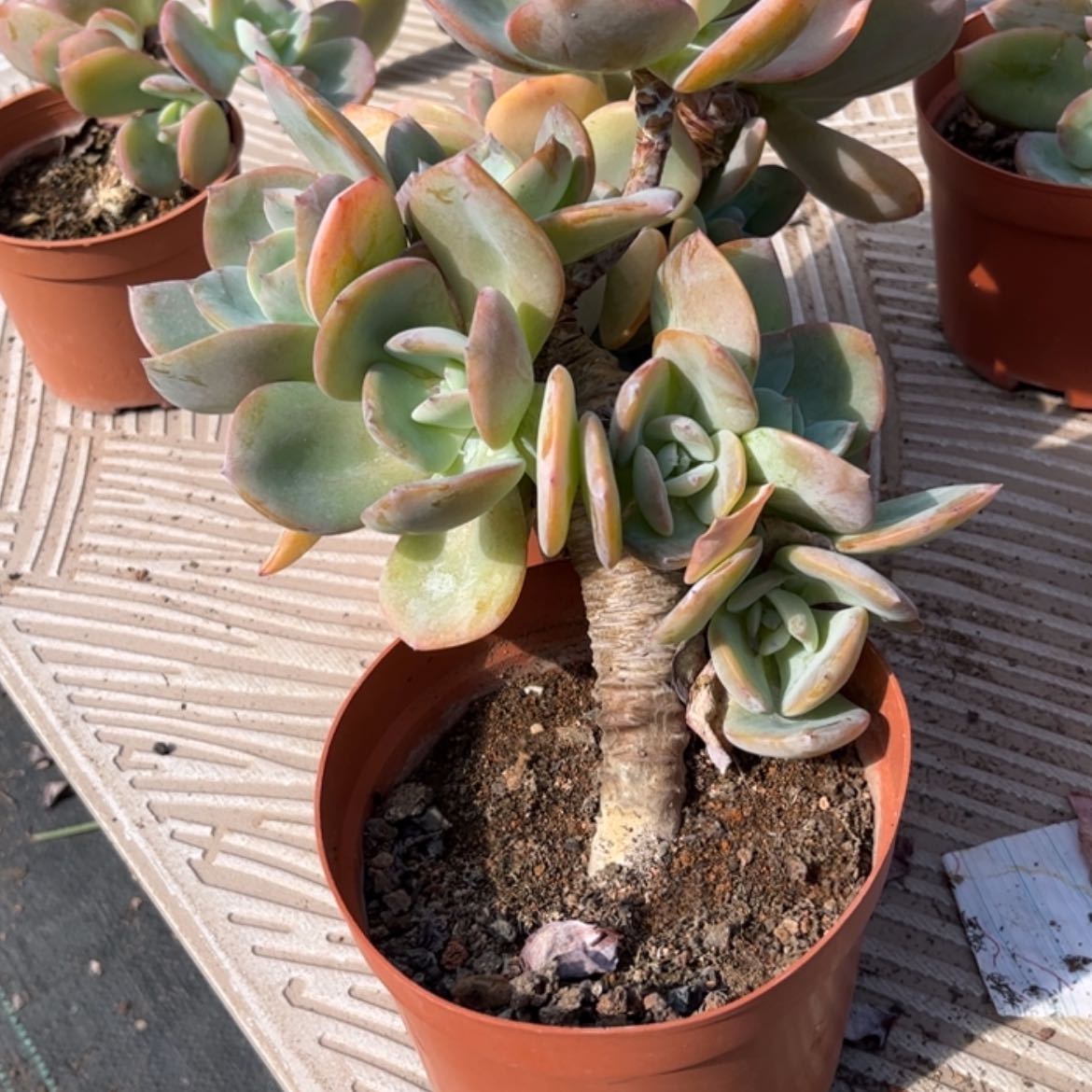 【闪购商品】无花朵?*幽