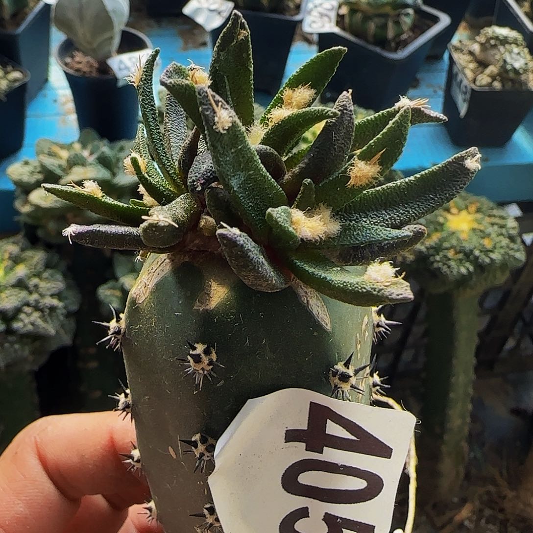 龙舌兰405仙人球