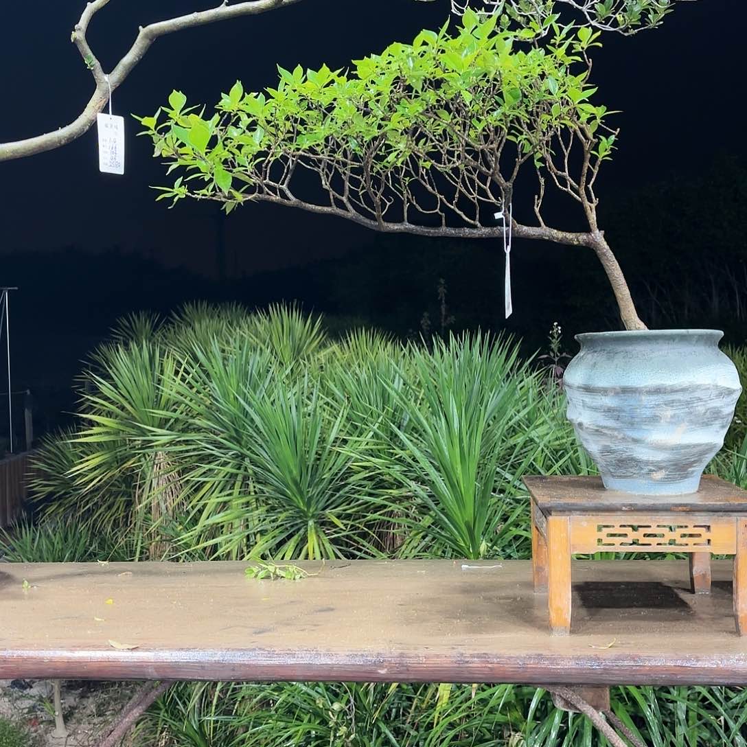 盆景盆景精品海岛栀子花