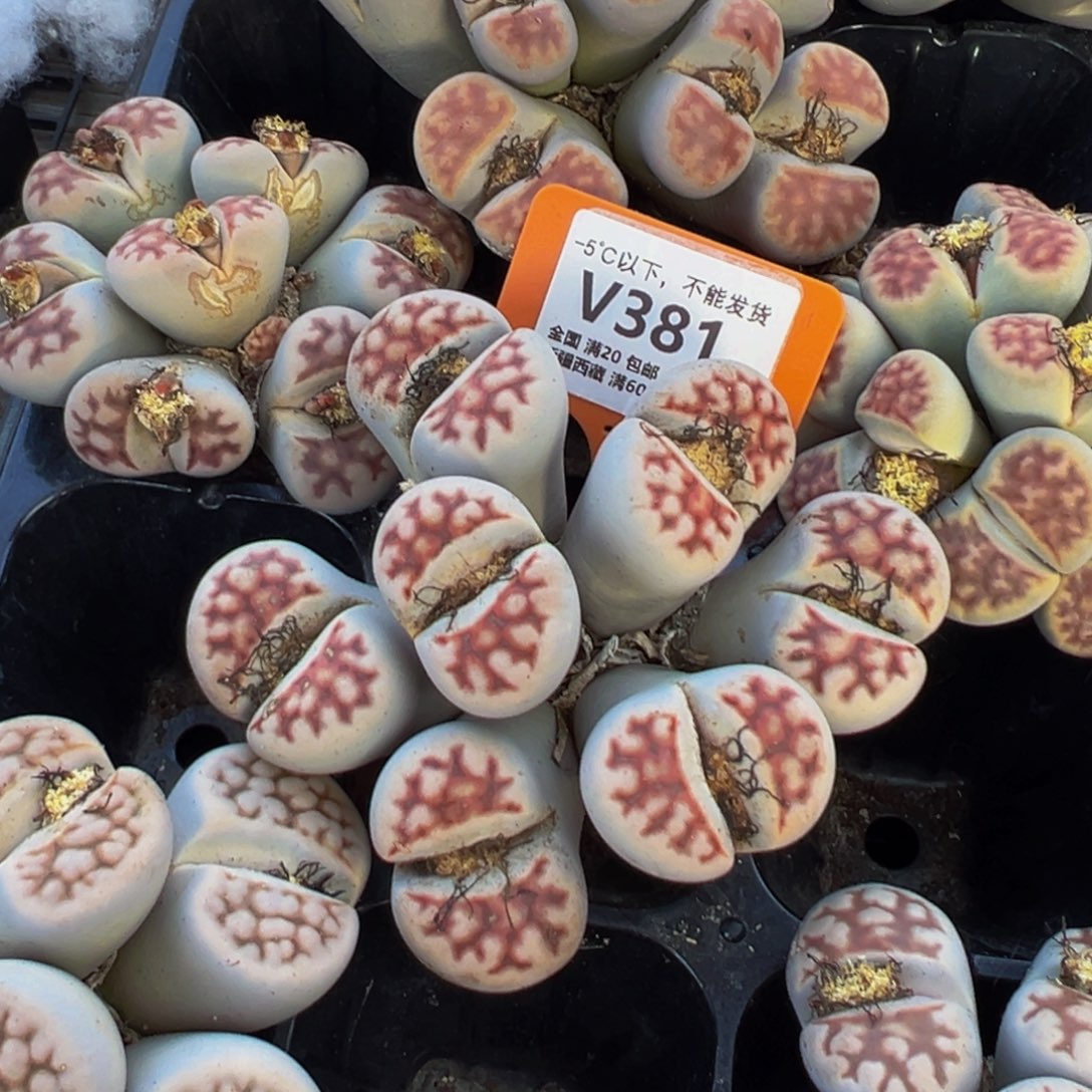 A***i381 一物一拍，默认有伤，介意勿拍，不退不换