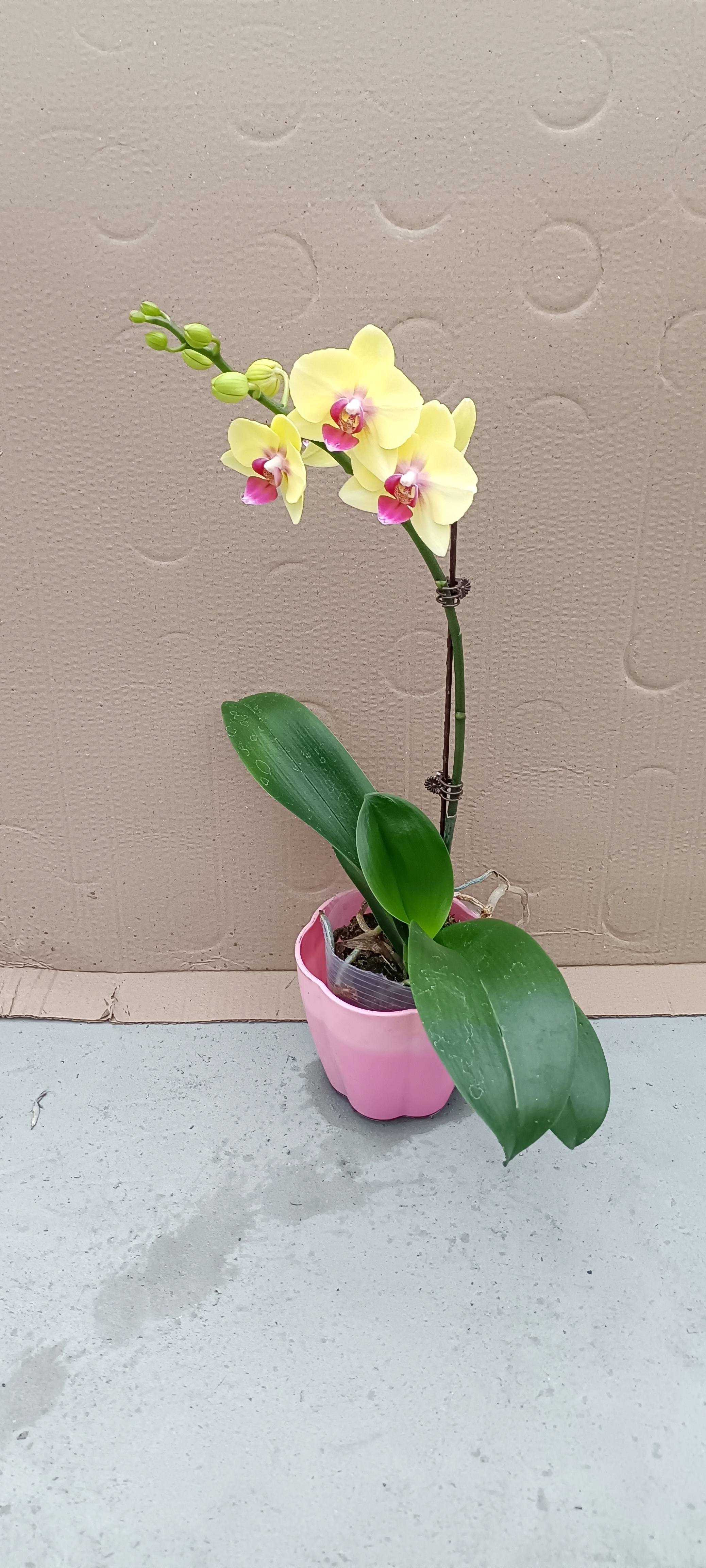 蝴蝶兰单株，品名 朝日